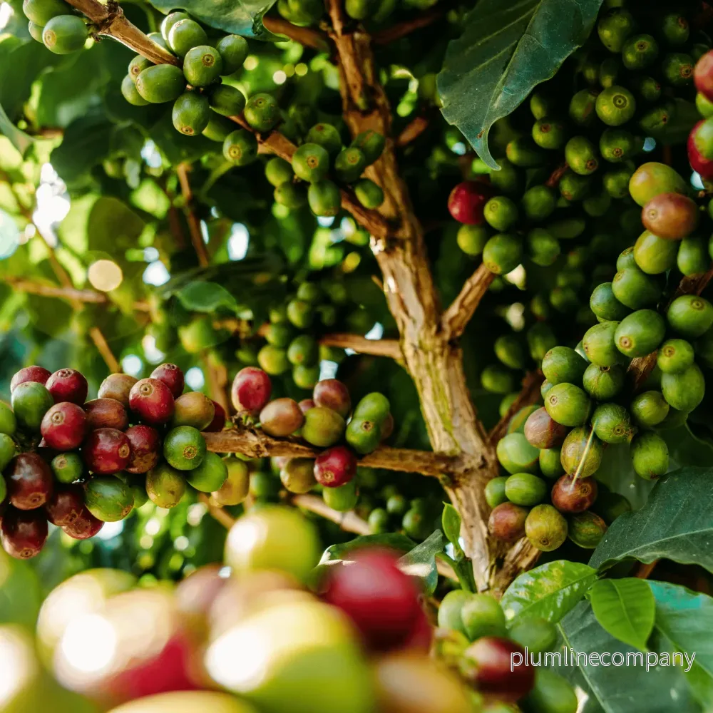 Kaffebönor Balck Coffee - Das Almas Brasilien - Bild 3