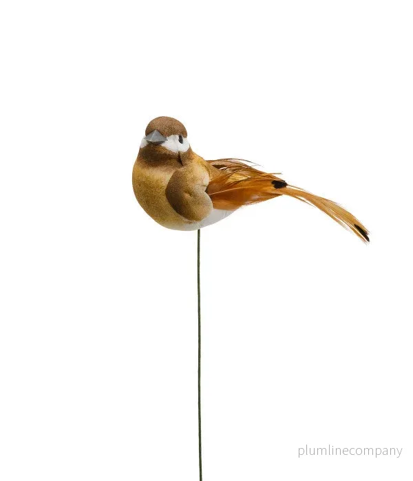 Fågel, brun Fågel, brun