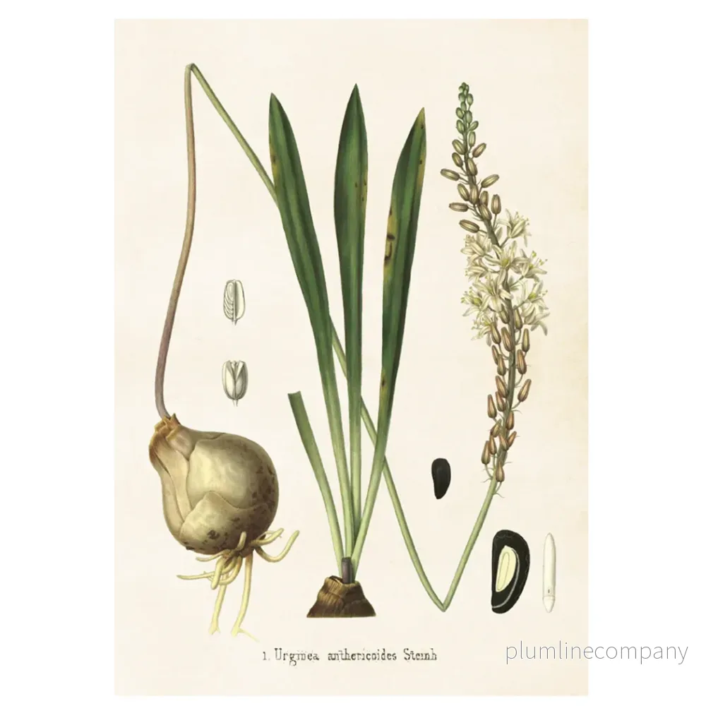 Poster, Urginea M (35 x 50 cm) Poster, Urginea M (35 x 50 cm)
