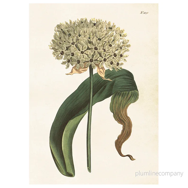 Poster Allium L (50 x 70 cm)