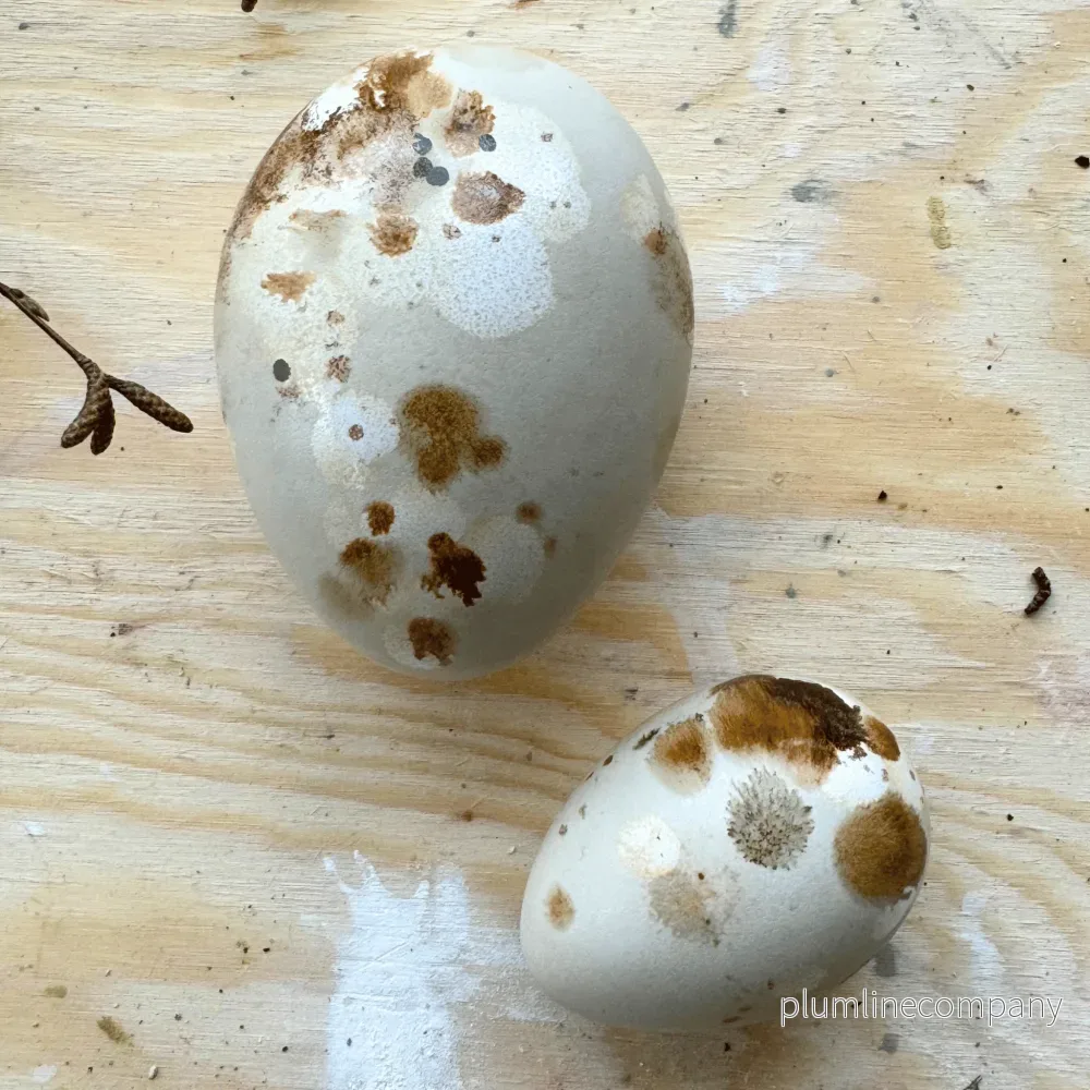Ägg Mini spräcklig – Havre
