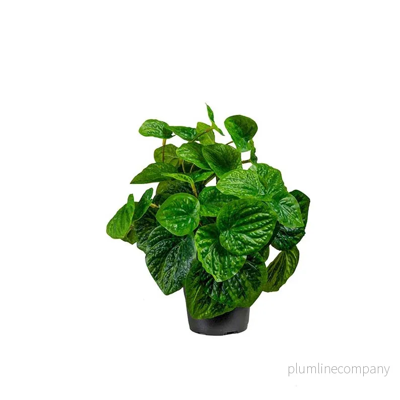 Konstgjord blomma/växt, Peperomia 25 cm Konstgjord blomma/växt, Peperomia 25 cm