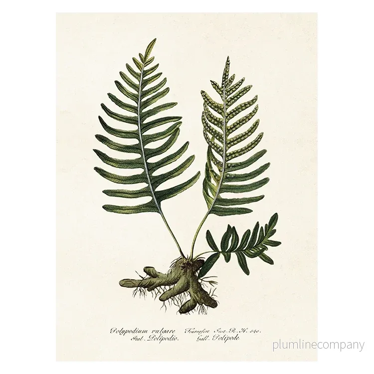 Poster, Ormbunke S (18 x 24 cm) Poster, Ormbunke S (18 x 24 cm)