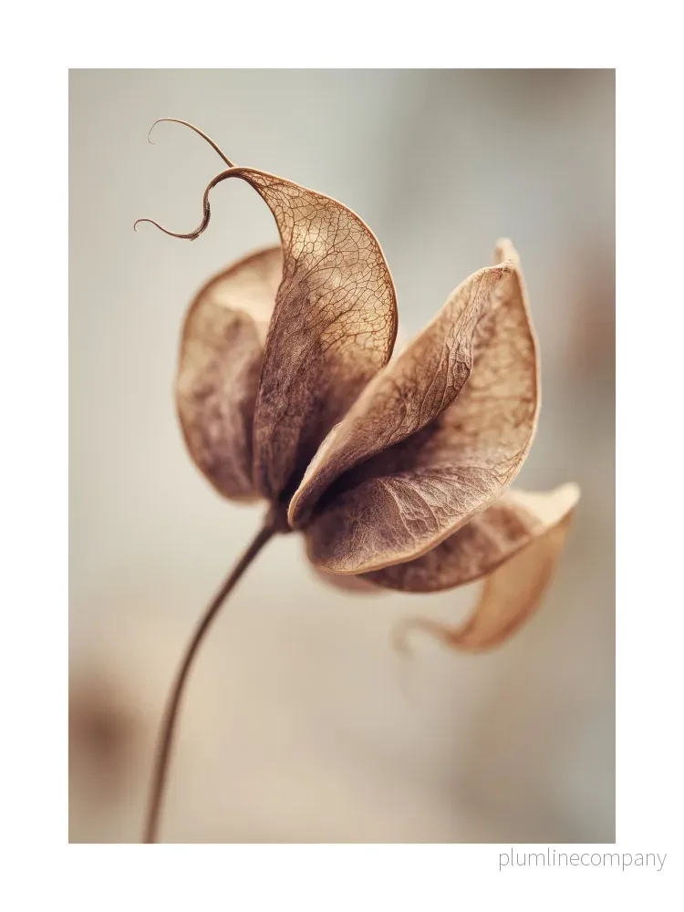 Dried Seed Pod Poster
