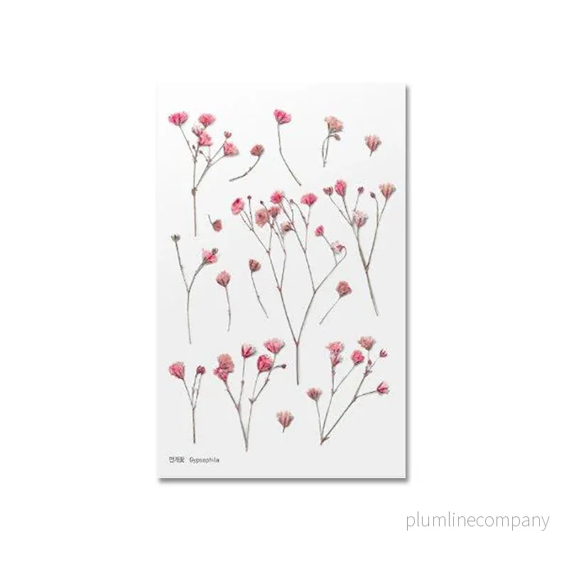 Pressade växter, Rosa brudslöja
