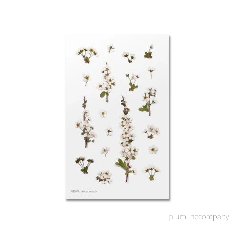 Pressade växter, Spirea