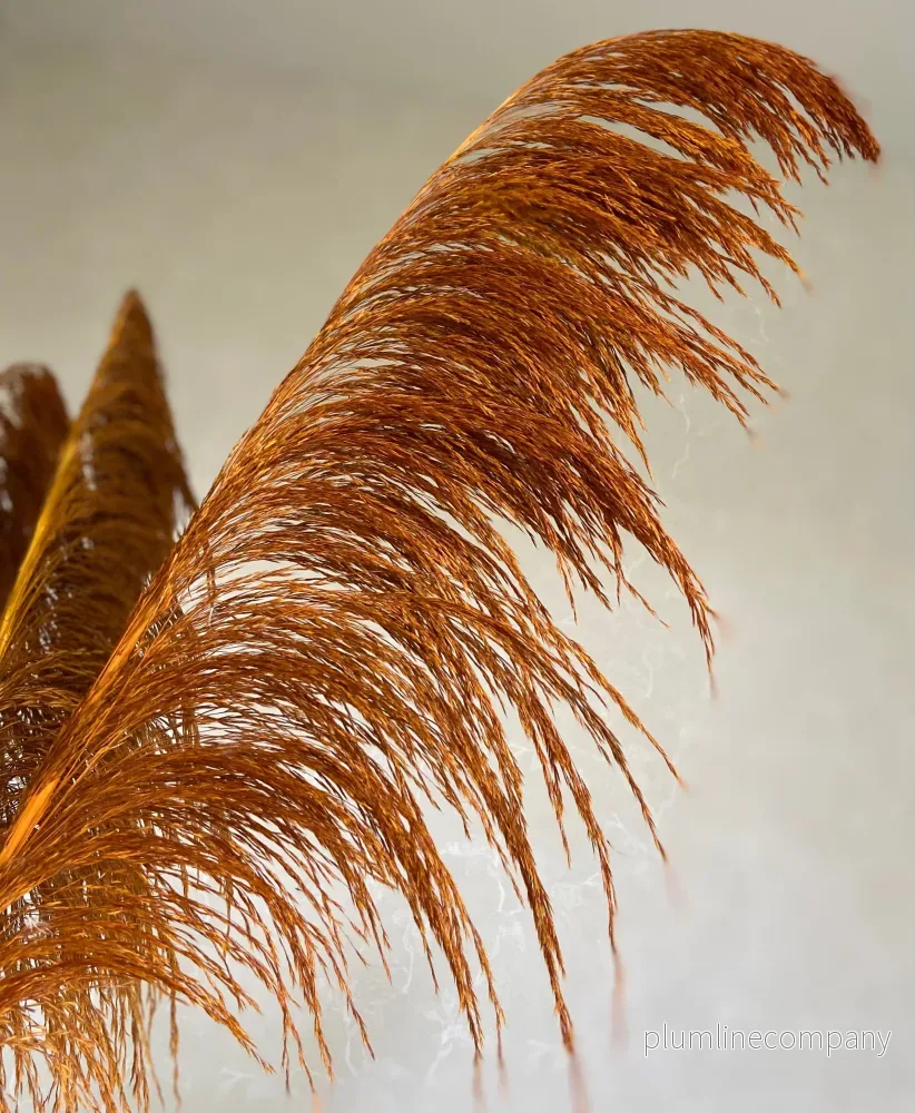Pampas 'VILDA' Höst -5pack - Bild 2