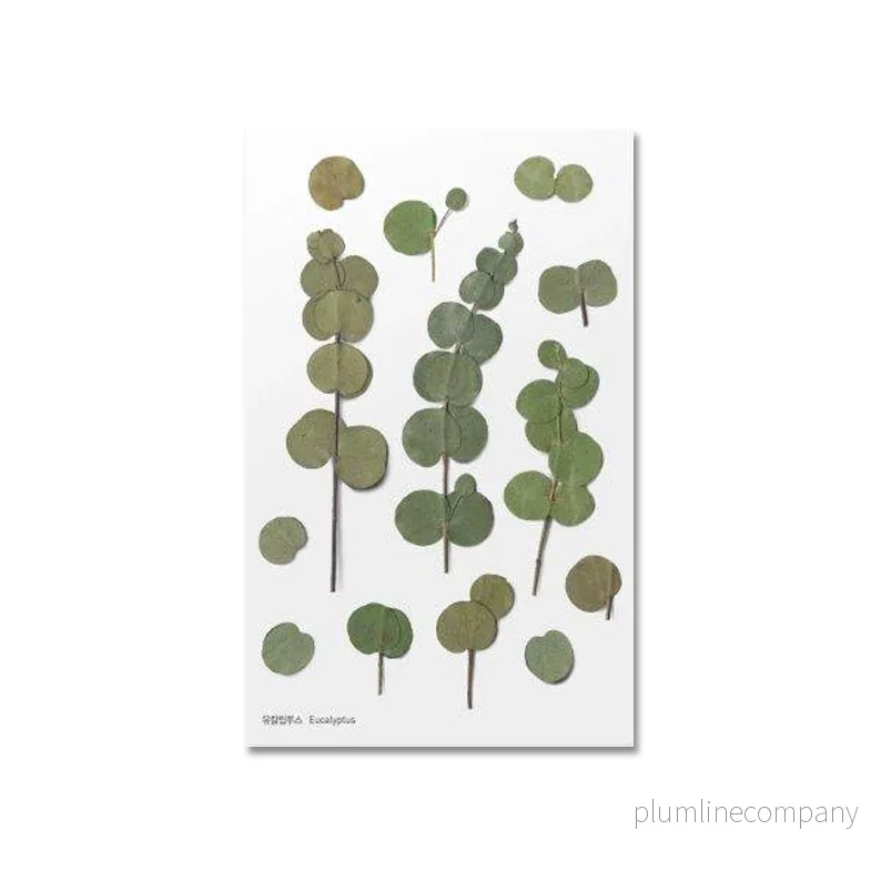 Pressade växter, Eukalyptus