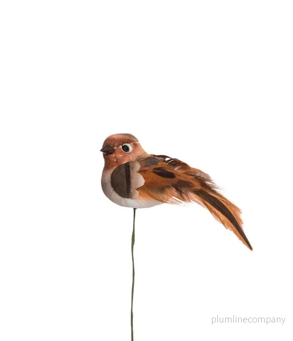 Fågel, brunröd Fågel, brunröd