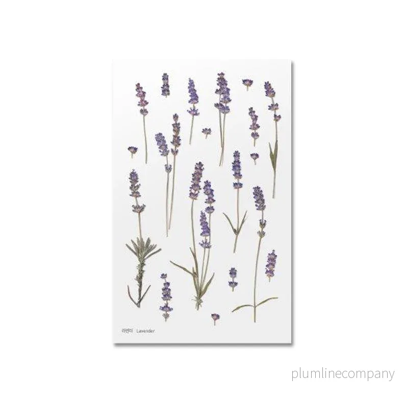 Pressade växter, Lavendel