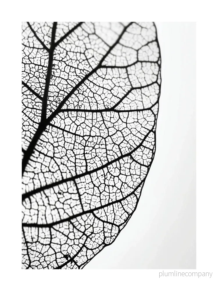 Leaf Veins Close-Up Poster Leaf Veins Close-Up Poster