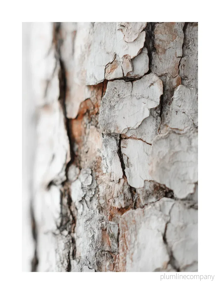 Birch Texture Close-Up Poster