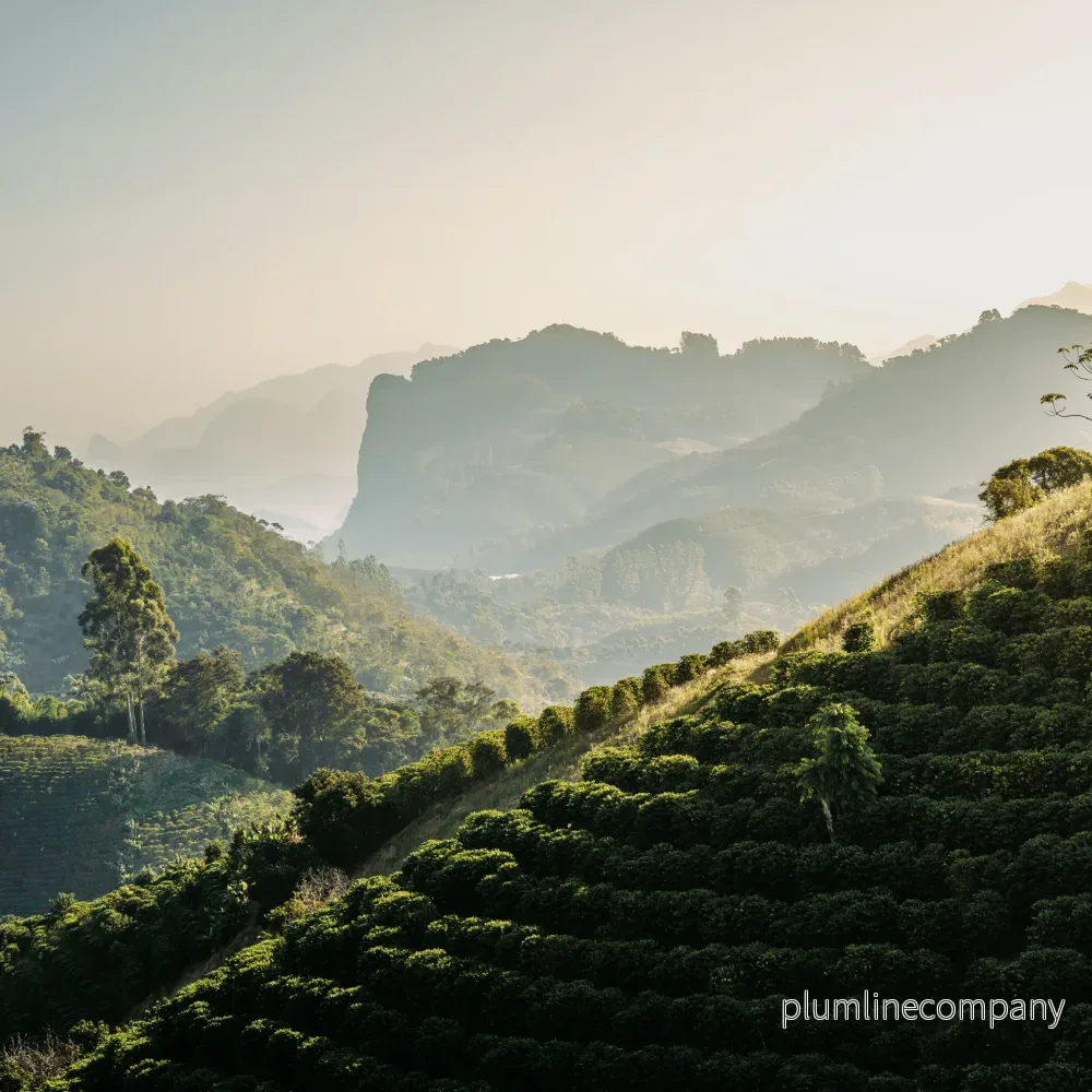 Kaffebönor Balck Coffee - Das Almas Brasilien - Bild 2