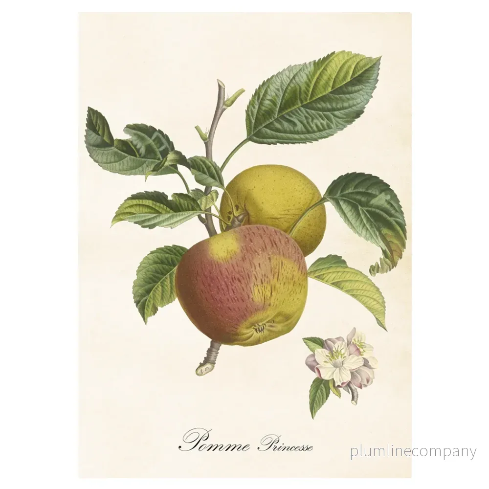 Poster, Äpple L (50×70 cm) Poster, Äpple L (50×70 cm)