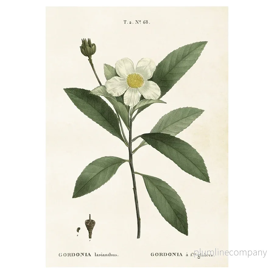 Poster, Gardenia M (35 x 50 cm) Poster, Gardenia M (35 x 50 cm)
