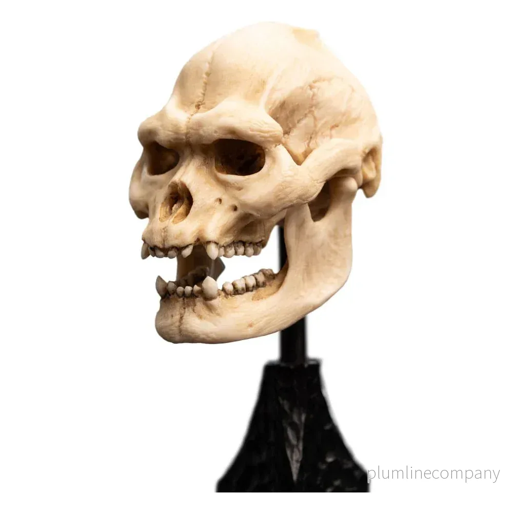Lord of the Rings Mini Statue: Skull of Lurtz 14 cm - Bild 3