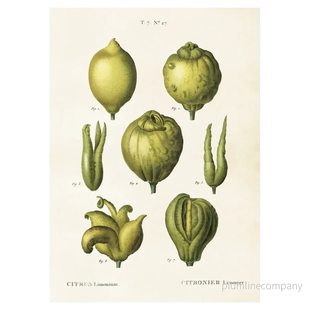 Poster Citroner L (50 x 70 cm)