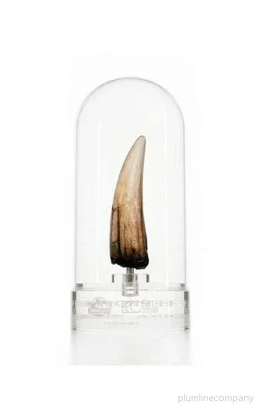 Jurassic Park III Prop Replica 1/1 Spinosaurus Tooth 14 cm