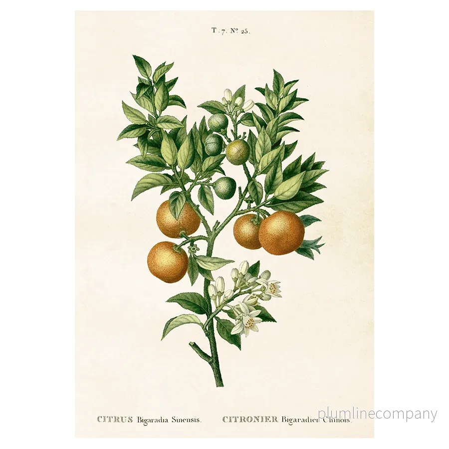 Poster, Pomerans M (35×50 cm) Poster, Pomerans M (35×50 cm)