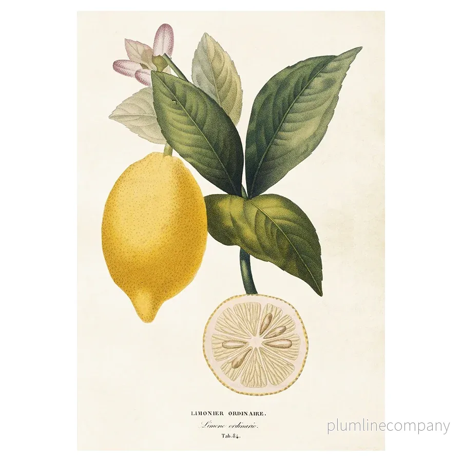 Poster Citron M (35 x 50)