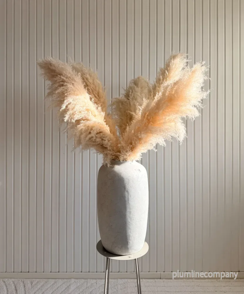 Pampasgräs 110cm - Bild 2
