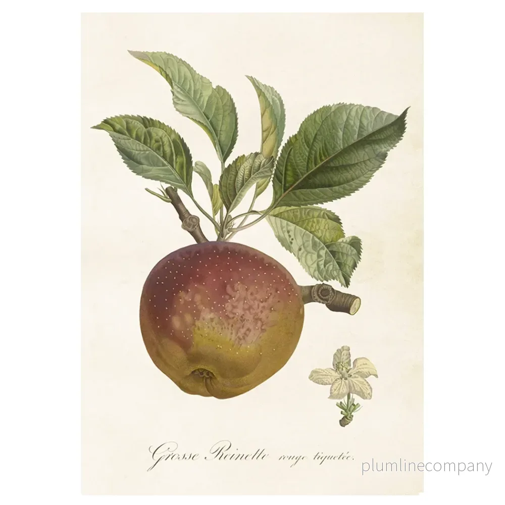 Poster Äpple M (35 x 50)