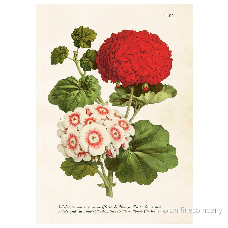 Poster Pelargoner L (50 x 70 cm)