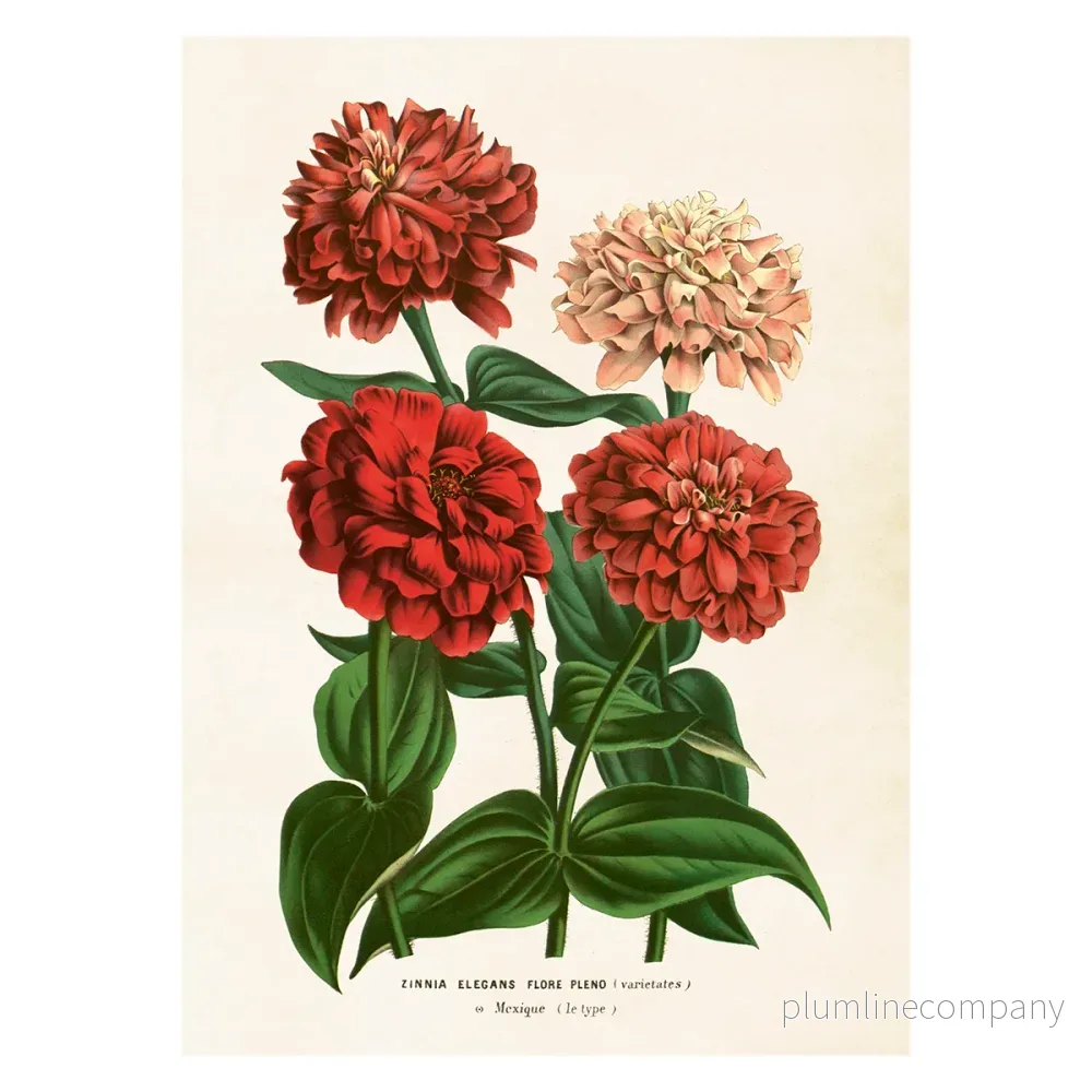 Poster, Zinnia L (50×70 cm) Poster, Zinnia L (50×70 cm)