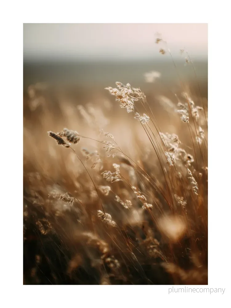 Golden Meadow Poster