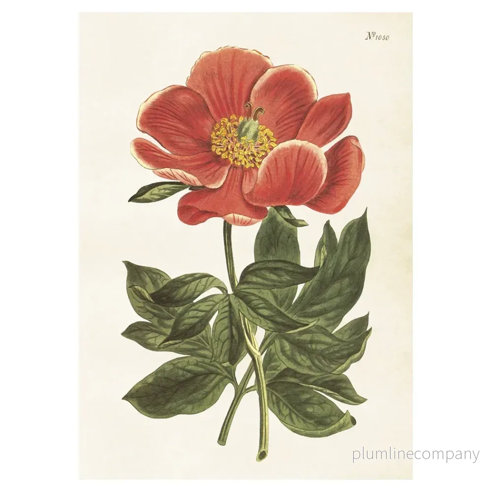 Poster, pion L (50 x 70 cm)