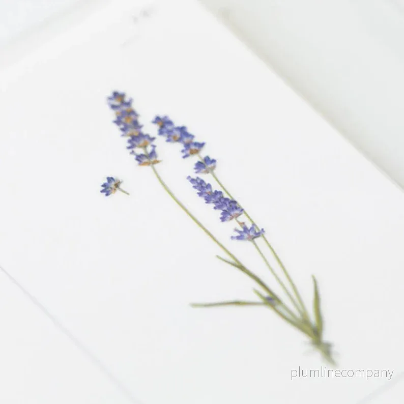 Pressade växter, Lavendel - Bild 2